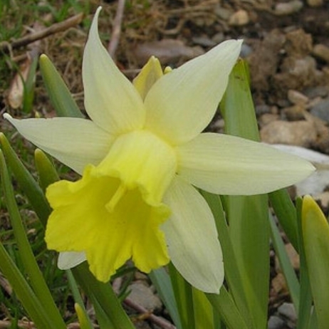 Mini Daffodil Bulbs - Topolino